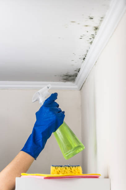 Best Kitchen Mold Remediation in Brownsville, LA